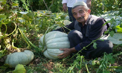 Muşlu çiftçi ata tohumu ile 50 kilogramlık dev bal kabağı yetiştirdi