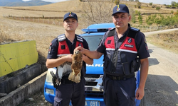 Jandarmadan yaralı kızıl şahine umut eli: Koruma altına alındı