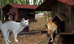 ‘Kedi Kasabası’ Türkiye'de bir ilk: Burası kediler için tam bir cennet