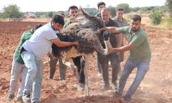 Sahipsiz deve kuşu yakalanarak koruma altına alındı