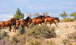 Bir zamanlar şehzadelerin atlarıydılar, şimdi özgürlüğe dört nala koşuyorlar