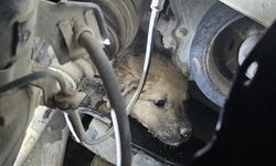 Yavru köpek aracın lastiği sökülerek kurtarıldı