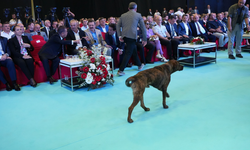 Fuar alanında dronu kovalayan köpek, herkesi gülümsetti