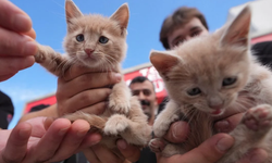 İtfaiyenin yeni kahramanları! Kurtarılan kediler teşkilatın maskotu oldu