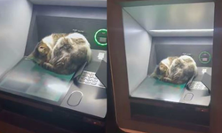 Kedi ATM'de uyudu, vatandaşlar onu rahatsız etmemek için başka ATM’ye geçti