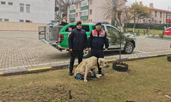 Jandarma, felçli köpeğe umut oldu: Yürüteçle yeniden yürüyor