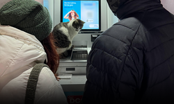 Soğuk havada ATM'ye sığınan kediye vatandaşlardan şefkatli yaklaşım