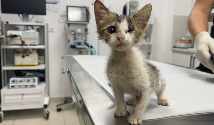 Çöpte bulunan yavru kedi, zorlu ameliyatın ardından sıcak bir yuva bekliyor