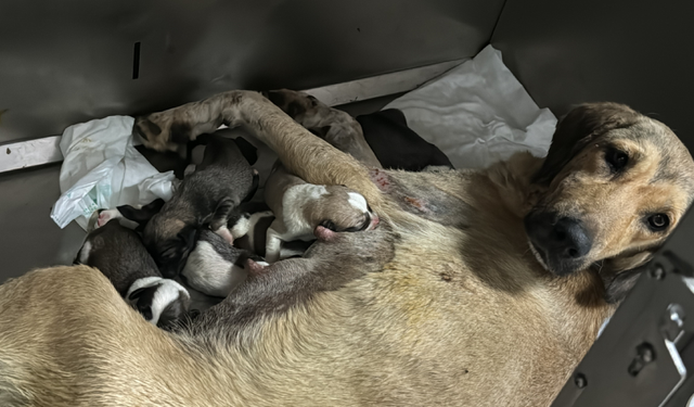 Hamile köpeğe hayvanseverlerden kalpleri ısıtan yadım eli