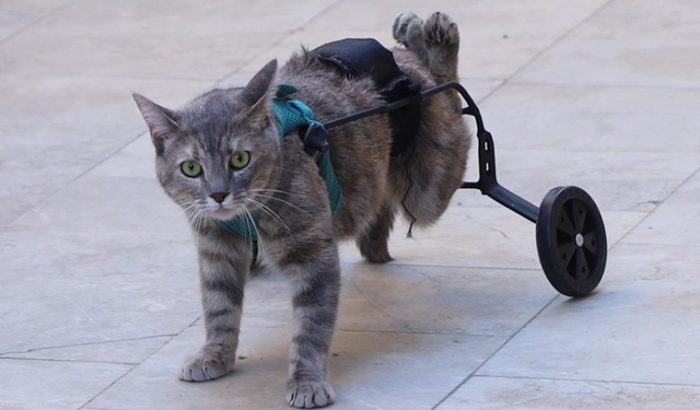 Hayvanseverden kalpleri ısıtan tasarım: Felçli kedi için yürüteç yaptı