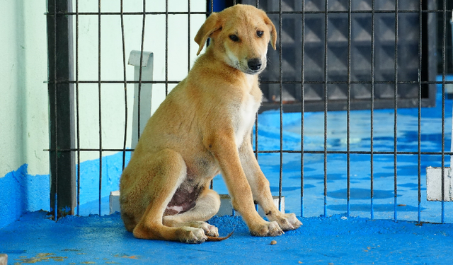 O belediyeden örnek proje: Kedi-köpek sahiplendirme platformu kurdu