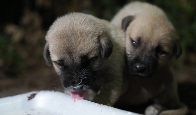 Anneleri tarafından terk edilen 4 yavru köpeği hayvansever aile sahip çıktı