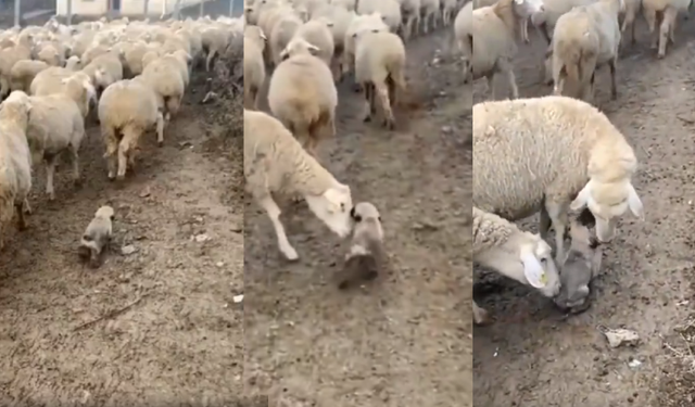 Yavru Sivas Kangal'ın ilk iş günü sosyal medyada viral oldu