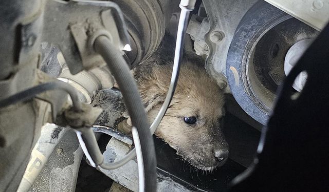 Yavru köpek aracın lastiği sökülerek kurtarıldı