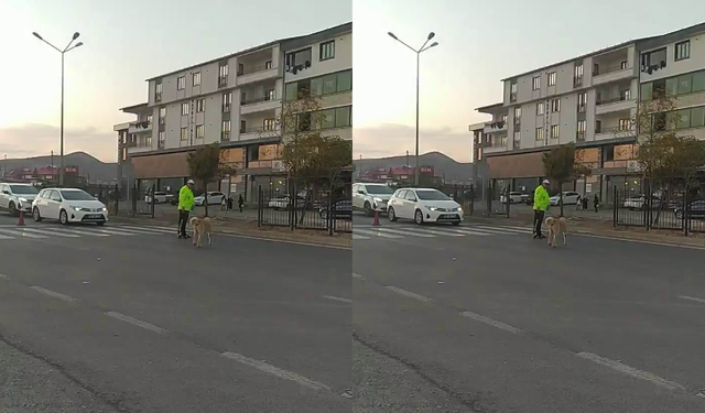 Trafik polisi köpeğin geçişi için trafiği durdurdu, yürekleri ısıttı