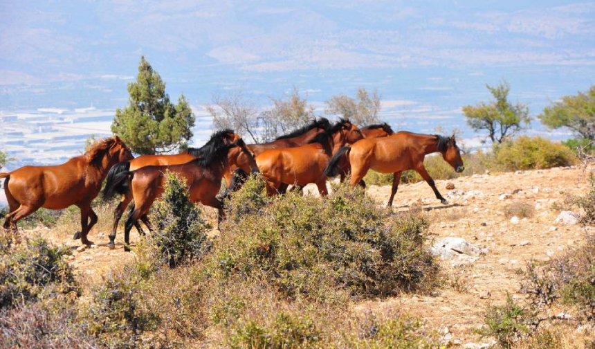 Bir zamanlar şehzadelerin atlarıydılar, şimdi özgürlüğe dört nala koşuyorlar