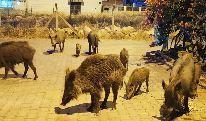 Aç kalan yaban domuzları şehre indi, o anlar kameraya böyle yansıdı