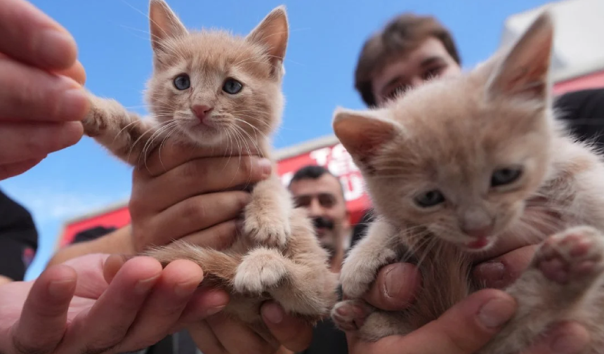 İtfaiyenin yeni kahramanları! Kurtarılan kediler teşkilatın maskotu oldu