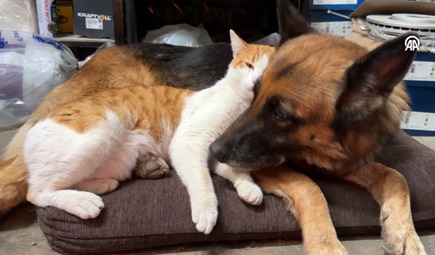 Oto servisinde kedi ile köpeğin sıkı dostluğu görenleri hayran bırakıyor