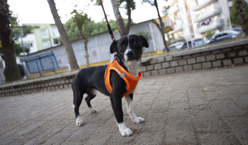 Kök hücre tedavisiyle felçli köpek yürümeye başladı