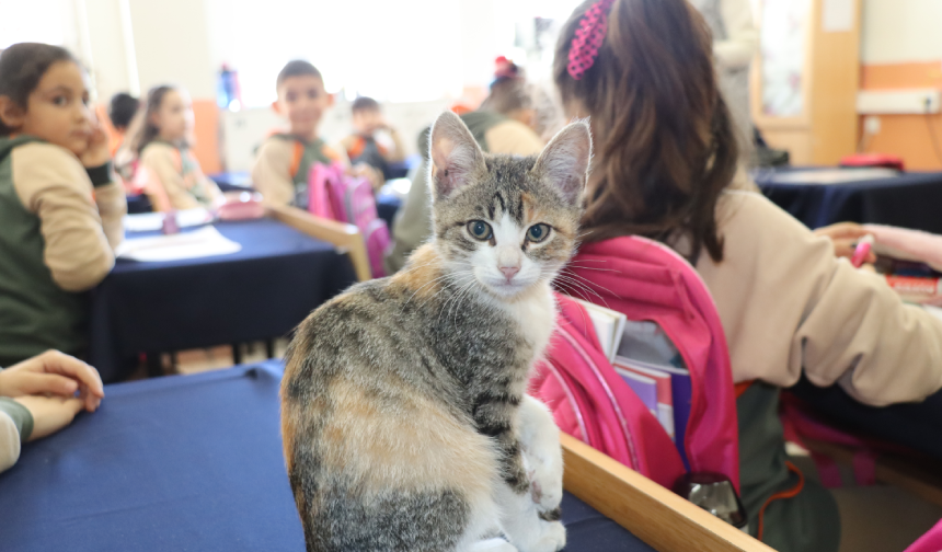 Okulun maskot kedisi "Karamel" sınıfın 36. öğrencisi oldu