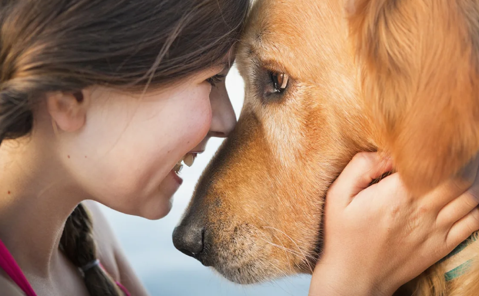 Köpeklerle göz teması kurduğumuzda bakın ne oluyor?