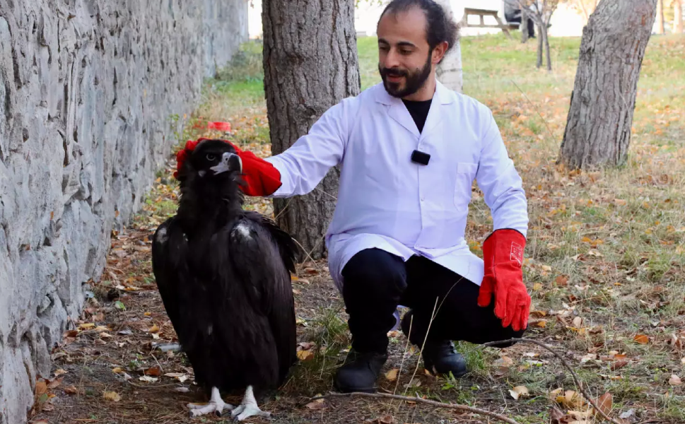 Yaralı Bulunan Kara Akbaba Tedaviye Alındı