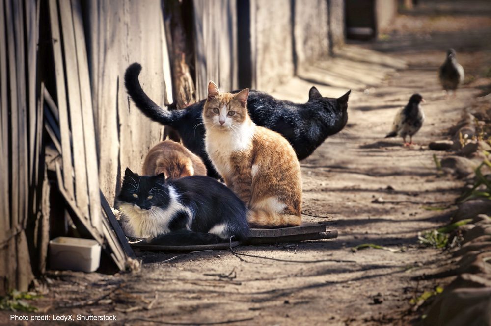 1000X665 Homeless Cats By Ledy X