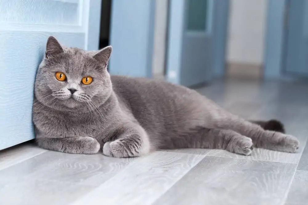 British Shorthair Evcil Kedi