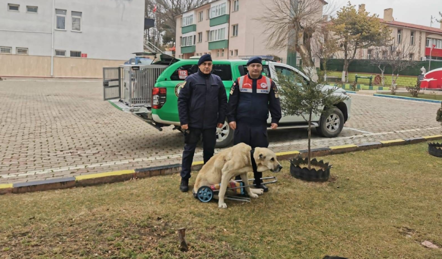 Yozgat Jandarması, Yaralı Köpek Için Yürüteç Yaptı